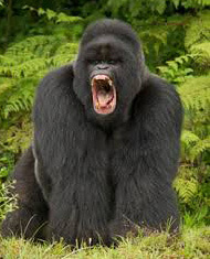 A Silverback Mountain Gorilla