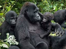 A mother gorilla with young ones