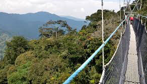 Canopy Walk in Nyungwe Forest