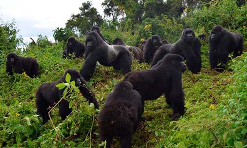 Gorilla Habituation Experience