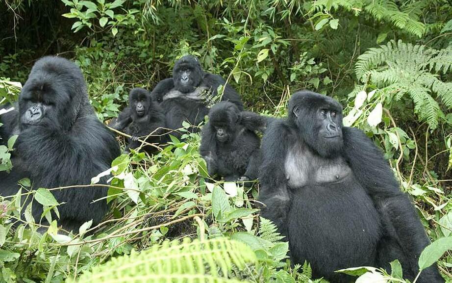 About Mountain Gorillas