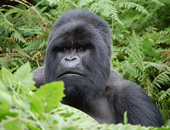 3 Day Rwanda Gorilla Safari