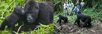 Rwanda Double Gorilla Trekking