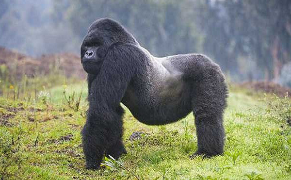 Silverback Gorilla 