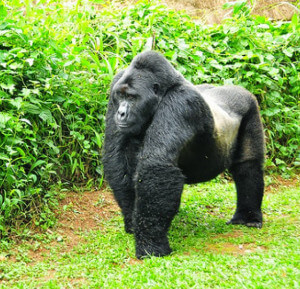 Silverback Male Gorilla