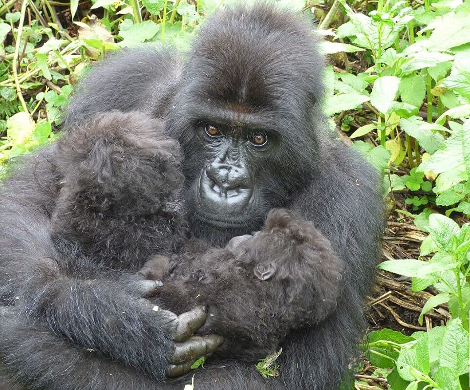 Newborn Twin Gorillas in Rwanda